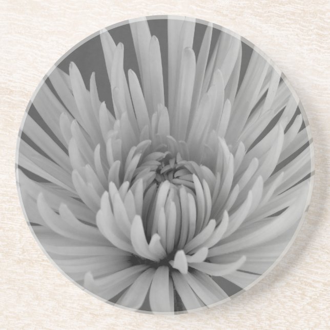 Black and White Spider Mum  Drink Coaster (Front)