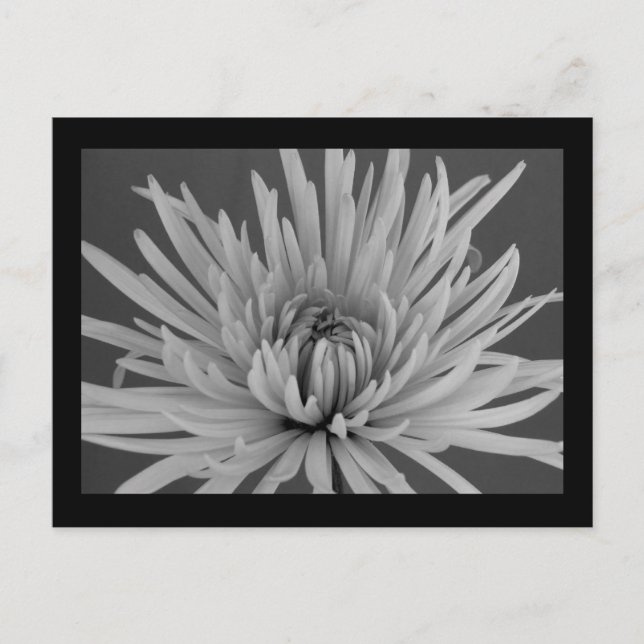 Black and White Spider Mum Postcard (Front)