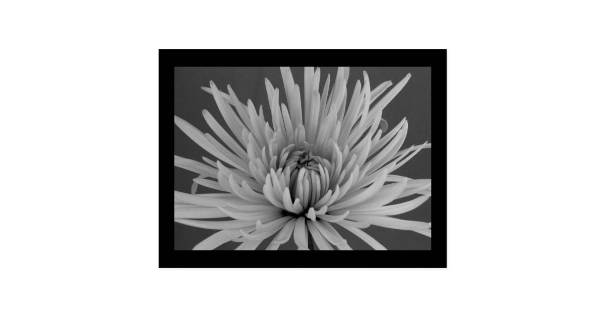 Black and White Spider Mum Postcard
