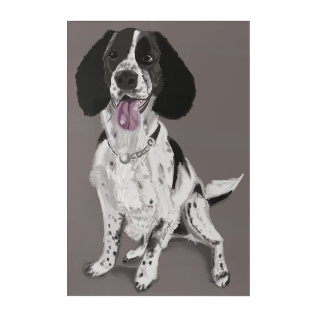 Black and White Springer Spaniel Acrylic Print (Front)