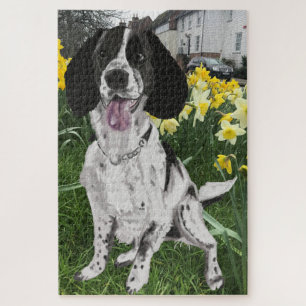 Black and White Springer Spaniel Against Daffodils Jigsaw Puzzle