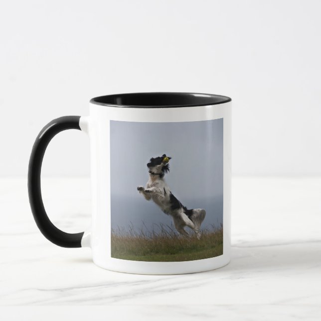 black and white Springer Spaniel playing with Mug (Left)