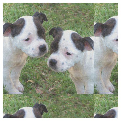 Black And White Staffordshire Bull Terrier Puppies Fabric