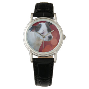 Black And White Staffordshire Bull Terrier Puppy, Watch