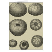 Black and White Starfish (Front)