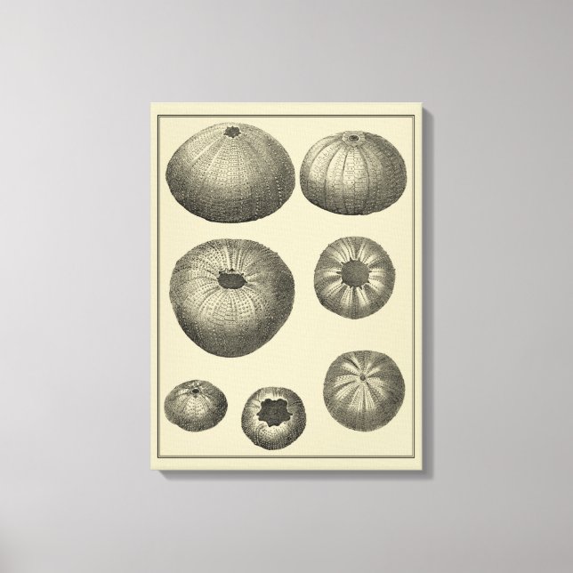 Black and White Starfish Canvas Print (Front)