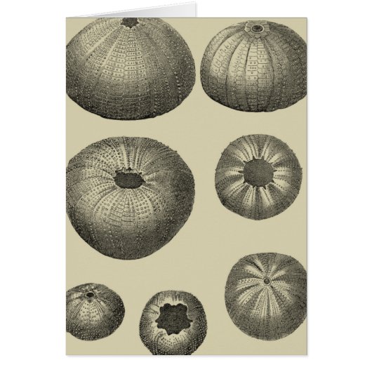 Black and White Starfish Cards (Front)
