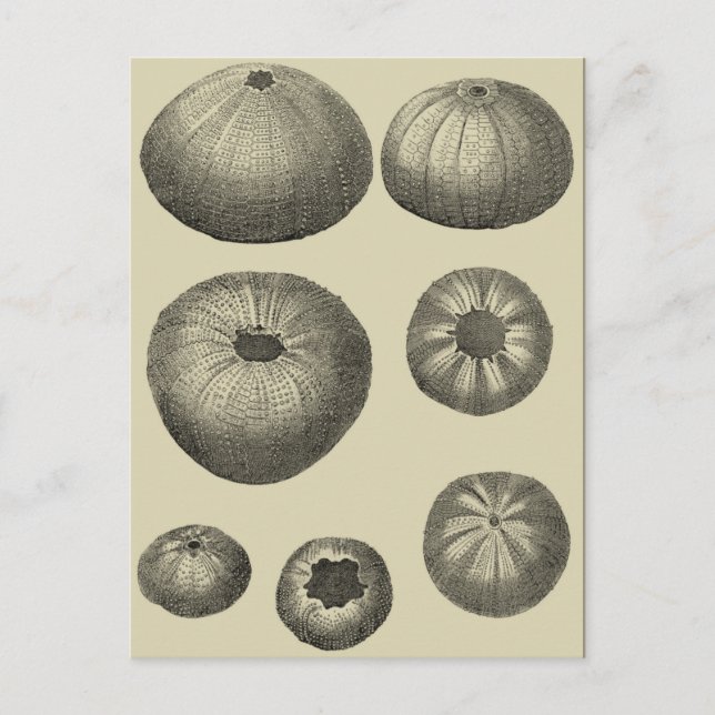 Black and White Starfish Postcard (Front)