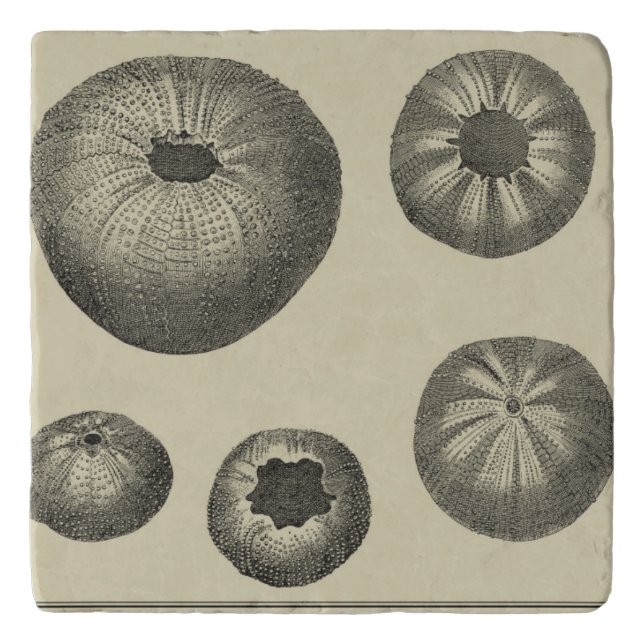 Black and White Starfish Trivet (Front)