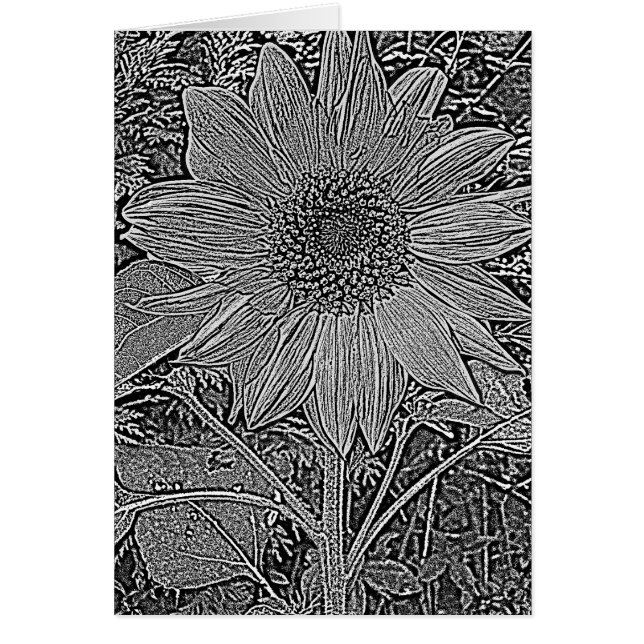 black and white sunflower flowers contempory (Front)