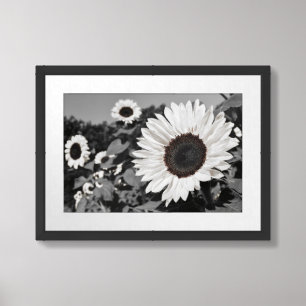 Black and White Sunflower Framed Art