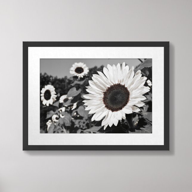 Black and White Sunflower Framed Art (Framed Front)