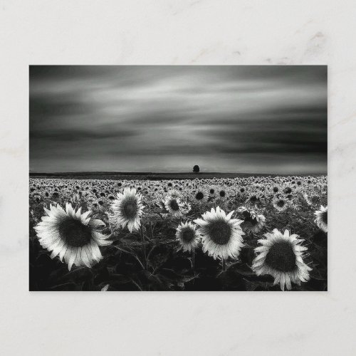 Black and White Sunflowers Postcard