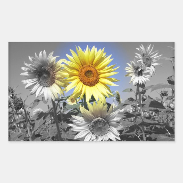 Black and White Sunflowers with One Yellow Rectangular Sticker (Front)
