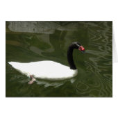 Black and White Swan (Front Horizontal)