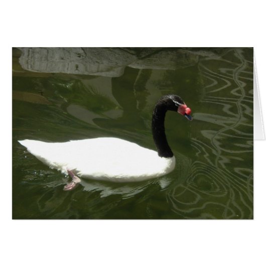 Black and White Swan Cards (Front Horizontal)
