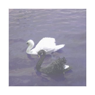 Black and White Swan Couple on a Lake