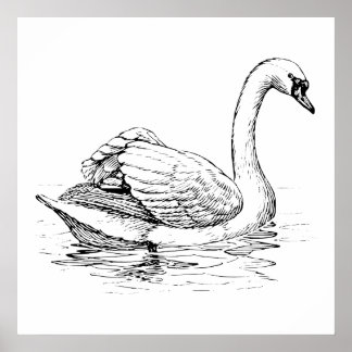 White Swan Posters | Zazzle