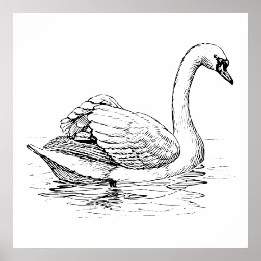 Black and White Swan Poster | Zazzle