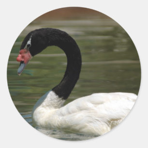Black and White Swan Sticker