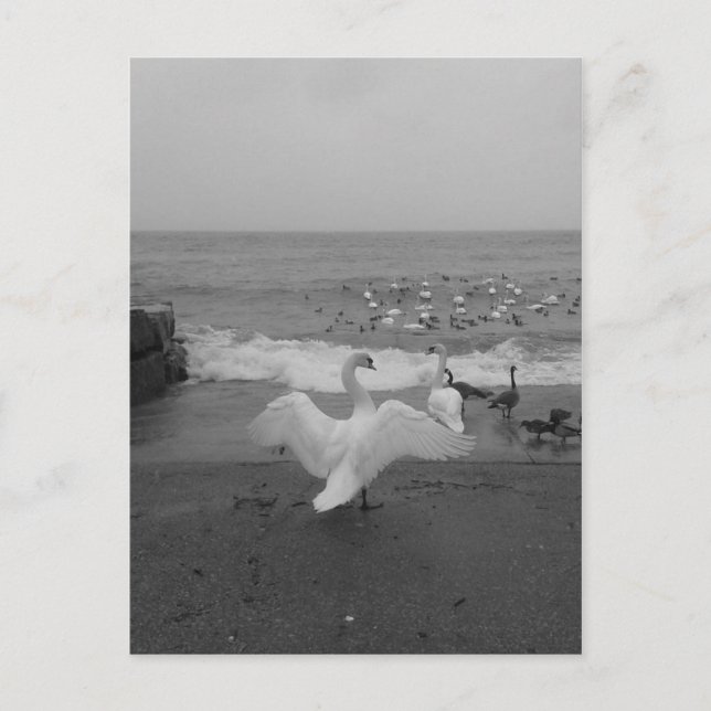 Black and White Swans and Birds on Lake Ontario Postcard (Front)