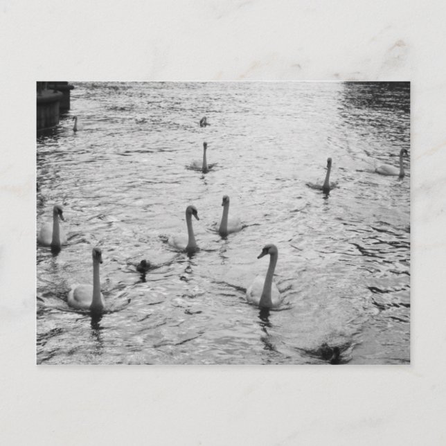 Black and white swans postcard (Front)
