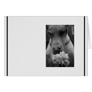Black and White Sympathy condolence Cards