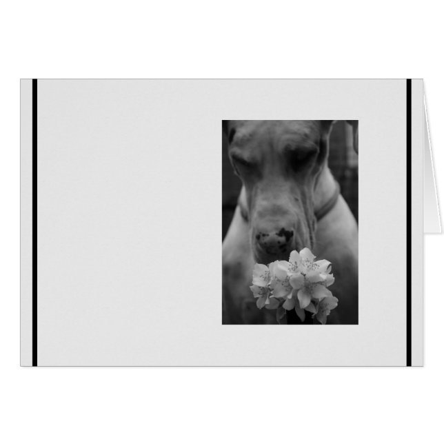 Black and White Sympathy condolence Cards (Front Horizontal)