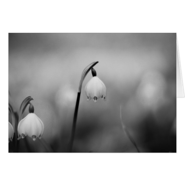 Black and White Sympathy condolence Cards (Front Horizontal)