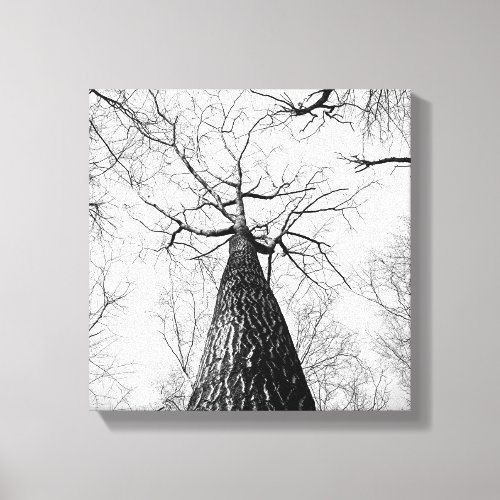 Black and White Tall Trees Forest Canvas Print