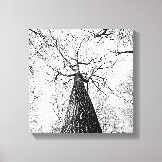 Black and White Tall Trees Forest Canvas Print (Front)