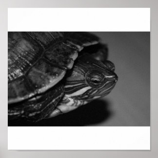 Terrapin Posters | Zazzle