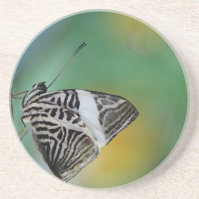 Black and White Tiger Butterfly Drink Coaster (Front)
