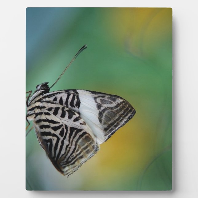 Black and White Tiger Butterfly Plaque (Front)
