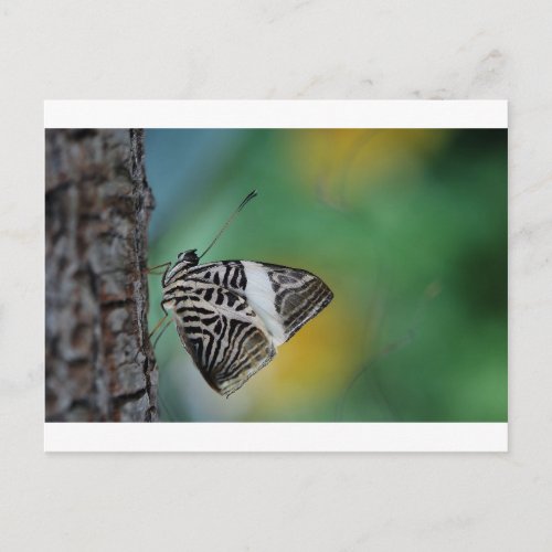 Black and White Tiger Butterfly Postcard