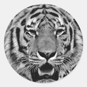Black and White Tiger Face Classic Round Sticker