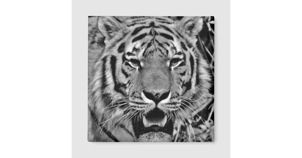 Black and White Tiger Face Magnet | Zazzle