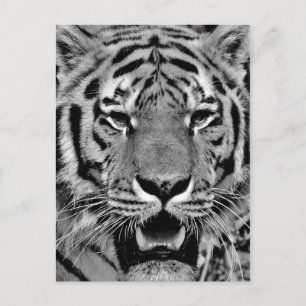 Black and White Tiger Face Postcard