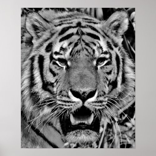 Black and White Tiger Face Poster