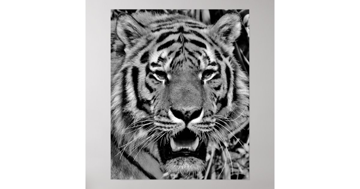 Black and White Tiger Face Poster | Zazzle