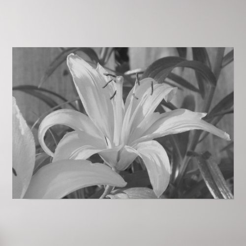 Black and White Tiger Lily Print