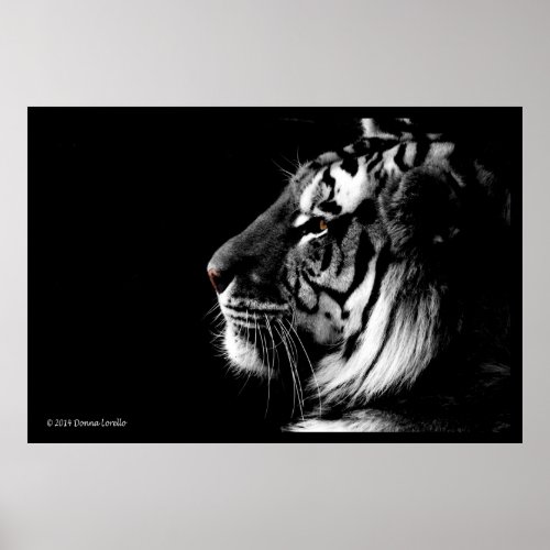 Black and White Tiger poster