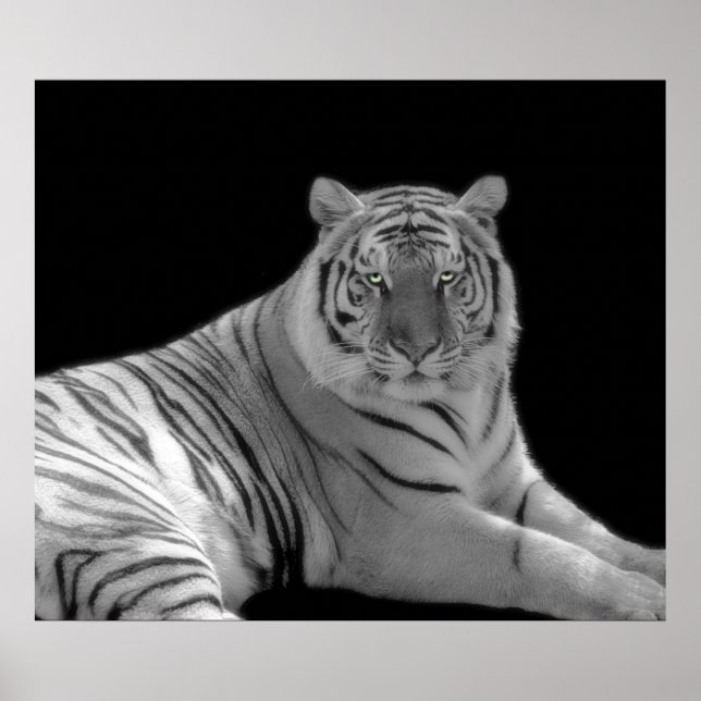 Black and white Tiger Print (Front)