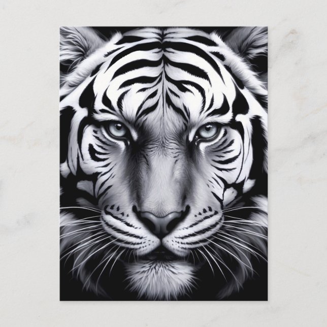 black and white tiger (update) postcard (Front)