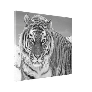 Black And White Tiger Winter Nature Photo Snow Canvas Print
