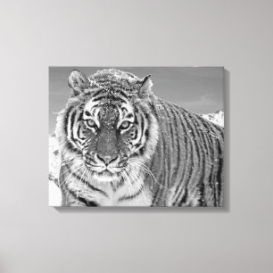 Black And White Tiger Winter Nature Photo Snow Canvas Print