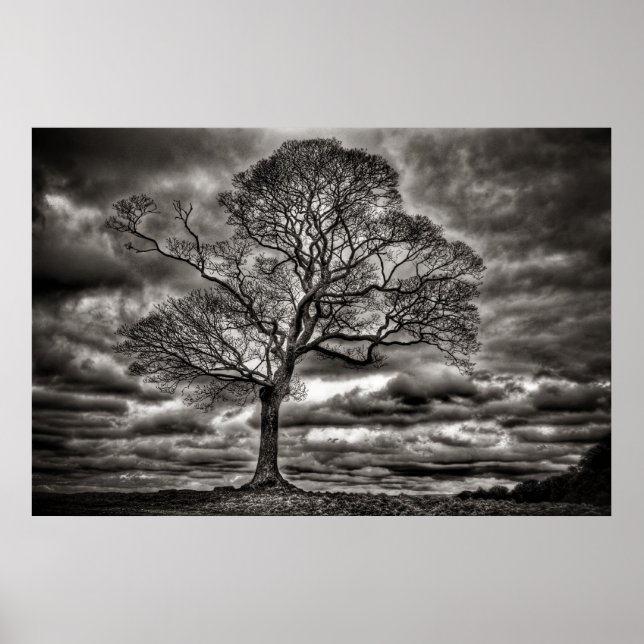 Black and White timeless Tree Poster (Front)