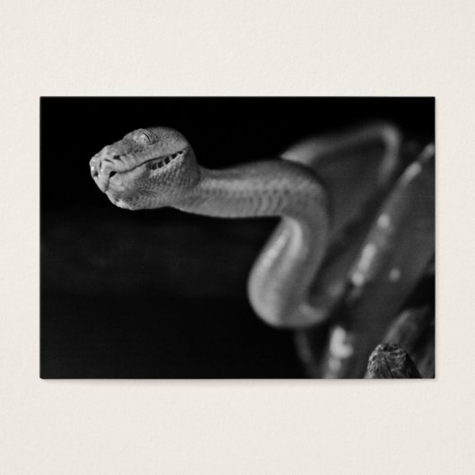 Black and White Tree Boa (Front)