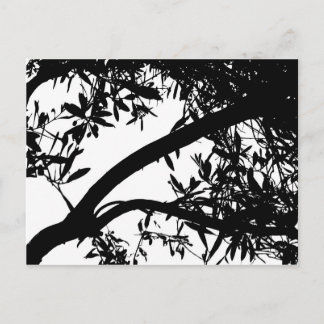 Black and White Tree Postcard