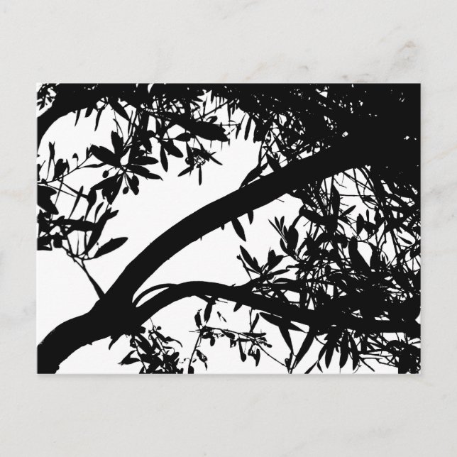 Black and White Tree Postcard (Front)